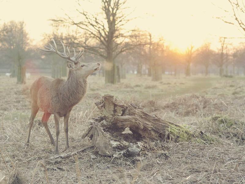 LenoZaraInouxVor Rosario 3